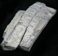 Colorado Agatized Dinosaur Bone - Ounces #25562-1